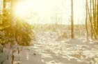 Der Winter. Die Sonne