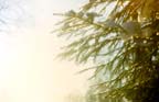 Die Tanne im Winter