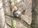Squirrel