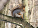 Squirrel