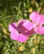 Emotions of flowers