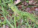Lizard