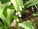 Lily-of-the-valley