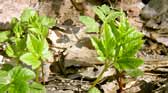 One of the first plants