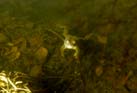 Frosch