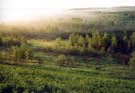 Mist