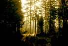 Madrugada en el bosque