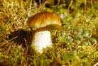 Steinpilz
