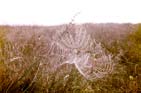 Telaraña